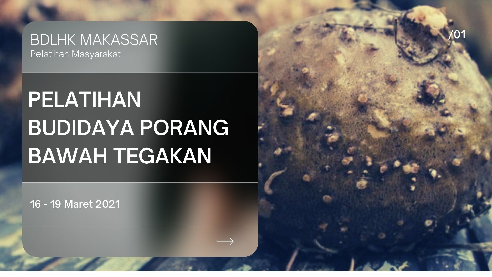 Pelatihan Budidaya Tanaman Porang Bawah Tegakan Tahun 2021