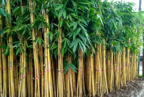 Pelatihan Budidaya Bambu