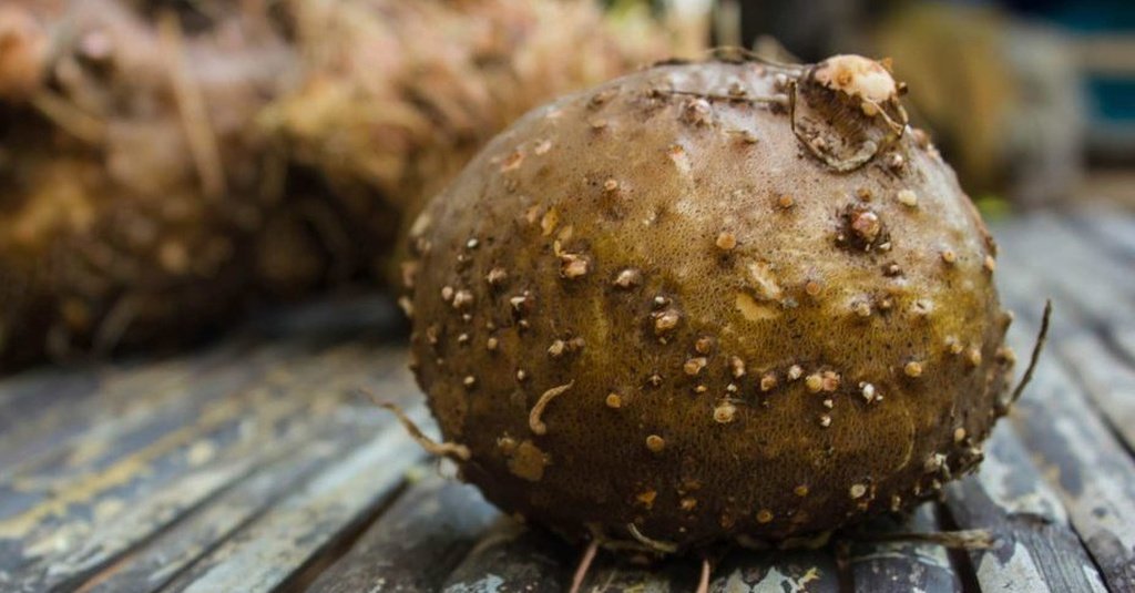 Pelatihan Teknik Budidaya Tanaman Porang Agroforestry