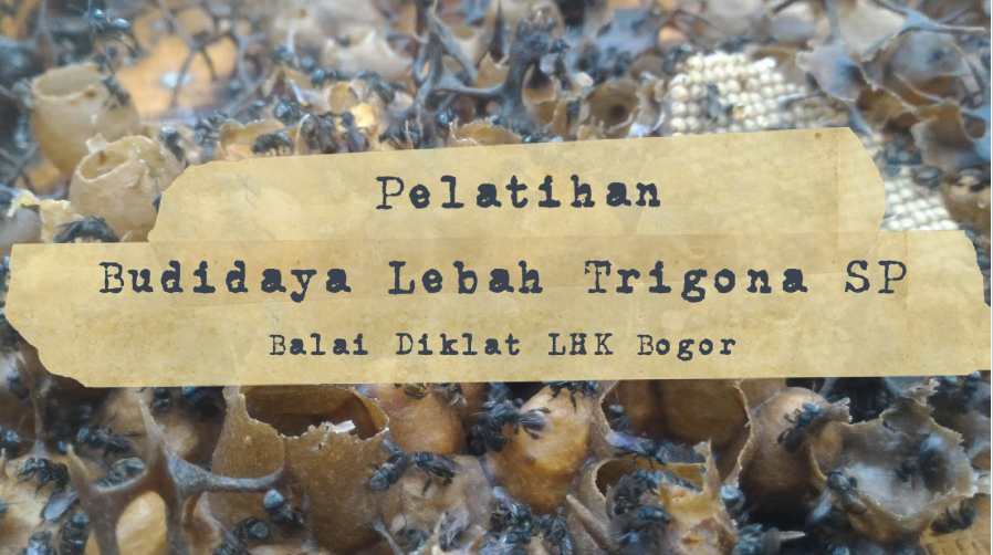 PELATIHAN BUDIDAYA LEBAH TRIGONA SP DI BALAI DIKLAT LHK BOGOR