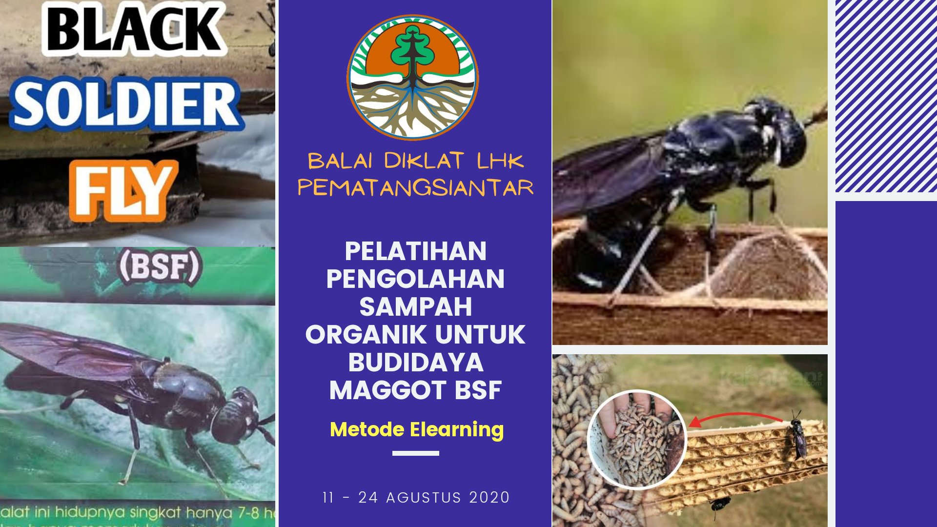 PELATIHAN PENGOLAHAN SAMPAH ORGANIK UNTUK BUDIDAYA MAGGOT BLACK SOLDIER FLY (BSF) ANGKATAN I DI BDLHK PEMATANGSIANTAR