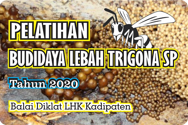 PELATIHAN BUDIDAYA LEBAH TRIGONA SP TAHUN 2020 DI BDLHK KADIPATEN