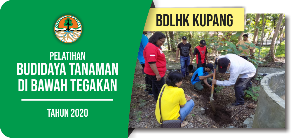 Pelatihan Budidaya Tanaman Di Bawah Tegakan - BDLHK Kupang