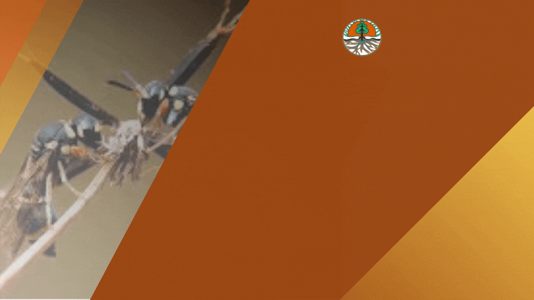 (BDLHK KADIPATEN) BUDIDAYA LEBAH TRIGONA SP ANGKATAN II TAHUN 2020